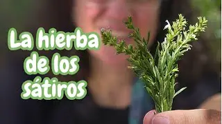 Ajedrea, la planta olvidada de los sátiros