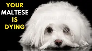 10 Early Warning Signs of Cancer in Maltese Dogs