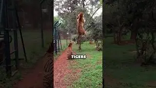How Zoo's Bath Tigers #animals #animallife #pets #petlover #animalfacts #lions #tiger