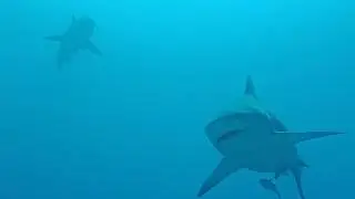 Diving with Bull Sharks | Shark Point | Scuba Diving in Playa del Carmen, Mexico