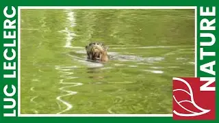 Nature | LOUTRE | M'AS-TU VU? | Luc LeClerc