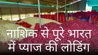 Nashik Onion Loading Today 🚛 | Bihar | UP | Rajasthan | South India | Assam