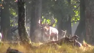 D&aring;vildt brunst www.jagt-klubben.dk
