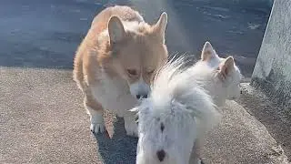 Welsh corgi mating 