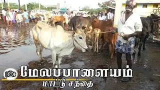 23.2.2026 | Melapalayam mattu santhai | மேலப்பாளையம் மாட்டு சந்தை