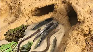 Smart Boy Make Easy Two Mud Hole Frog Trap e Fish Trap para pegar muito R&atilde; e peixe