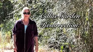 Cillas Garden - Resurrection!