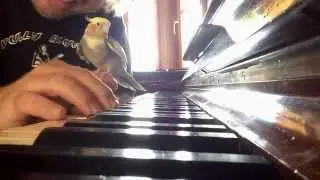 amaZINGG bird talks to blues piano impro