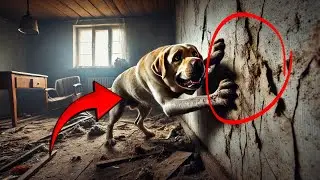 Dog Won&rsquo;t Stop Scratching Wall, Owner Breaks It Open And SCREAMS!