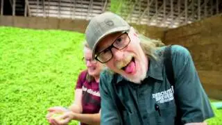 Fresh Hop Harvest Experience