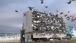 2026年1月17日東関東、房総連合会　磯原レース放鳩動画  Pigeon Racing Japan