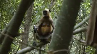 Amazing Baby langur Monkey Sounds and Self Playing