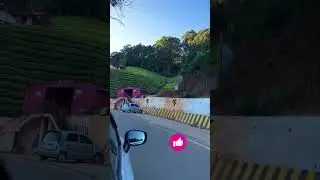 Why is Ooty roads so popular right now? || #shorts #shortsvideo #shortsbeta #ooty #travel #roadtrip