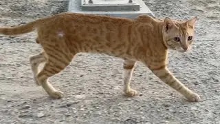 Cat like tiger,very cute cat 🐈
