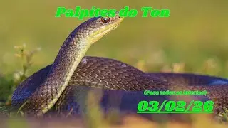 Palpites para o dia 03/02/2026 (v&aacute;lido para todas as loterias) - JOGO DO BICHO