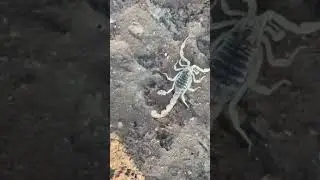 One of the most dangerous creatures on earth #scorpio #stock