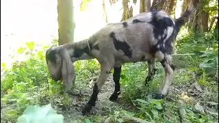 Beautiful Goat Enjoying Fresh Green Grass | Relaxing Farm Life Moments