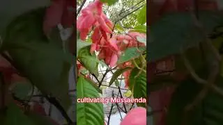 beautiful Moussanda flower