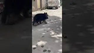 #✌️ German Shepherd proper long hair Male Dog puppy imported # 💥.👑 Punjab Dog lover 💪 #