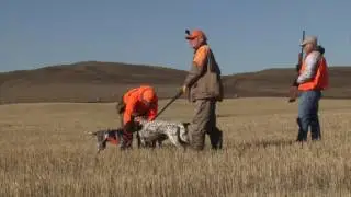 Montana Bird Hunt 2016 with Bird Dogs Afield TV