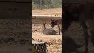 حمار مسترخٍ يستريح على رمال الصحراء | Peaceful Village Animal Life 🐴