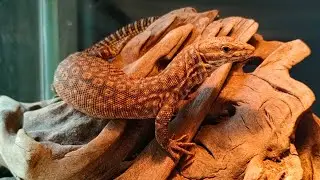 Red Ackies Hand Taming Training - Baby Varanus acanthurus