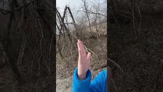 &ldquo;I&rsquo;m a Tree! I Can Bend!&rdquo; 🌳👏😂 #lol #funny #shorts #asmr #humor #nature #naturelovers #laugh