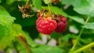 rose berry🍒