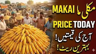 Makai rate update today | maki ki taza tareen update