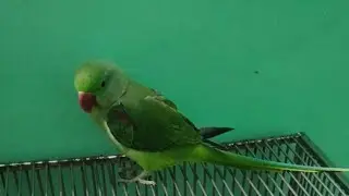 quti parrot family  is live🦜 welcome to live friends