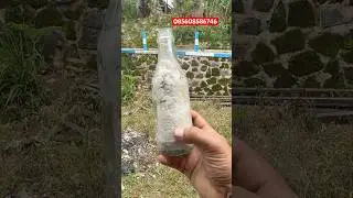 Bibit jamur tiram