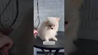 Несколько фактов про шпицев😉 #шпиц #viral #fyp #dog #рекомендации #pet #animal #doglover #cat