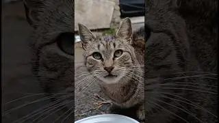 Cat atract sound | kitten meow | billi ki awaaz | BIlli ke bache | meowing #cat #kitten #catlover