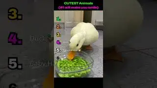 Cutest Animal Clips | #1 will make you smile ❤️🥹💕