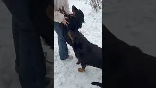 Rottweiler rokons&aacute;g