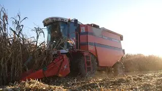 R&eacute;colte de ma&iuml;s exp&eacute;rimentaux | KWS FRANCE