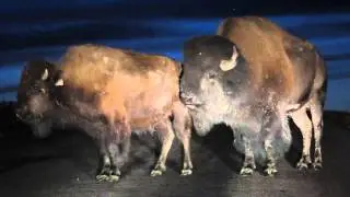 Chewing Bison - Black Hills South Dakota