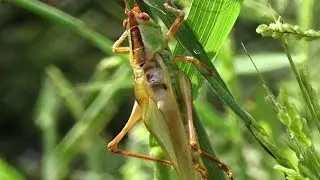 Common Meadow Katydid singing (stridulating) - includes slow motion