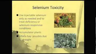 Selenium Toxicity in Horses