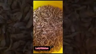 betalive soup