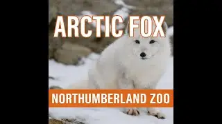 Arctic Fox at Northumberland Zoo