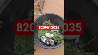 खरगोश खरीदने या बेचने के लिए हमारे से सम्पर्क करे #rabbitforsale #khargosh