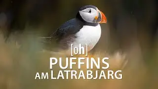 Puffins am Latrabjarg & Raudisandur - Papageientaucher, Westfjorde, Island