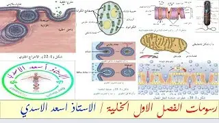 رسومات الفصل الاول (الخلية)/ الاستاذ اسعد الاسدي