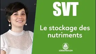 Le stockage des nutriments - SVT - Coll&egrave;ge - Les Bons Profs