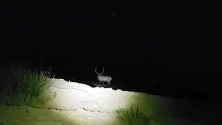 Bull Elk Bugling at Night