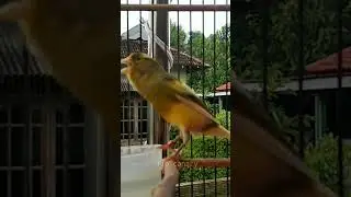 AF Belgian Canary has a unique song #canarysingingtraining