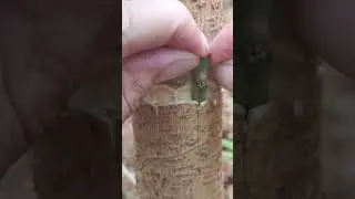 Grafting 101: Simple Techniques for Successful Plant Growth! #garden #gardening #plants #farming