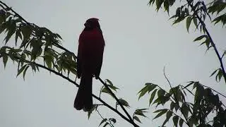 Cardinal Calling His Mate- LOVE CALL