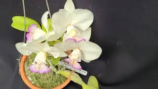 Cattleya nobilior semi-alba &times;sib(Hsinying &times;kai - si) 노빌리올 쎄미-알바